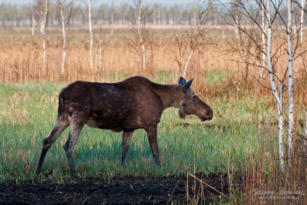 056_Biebrza - kwiecien 2012.jpg
